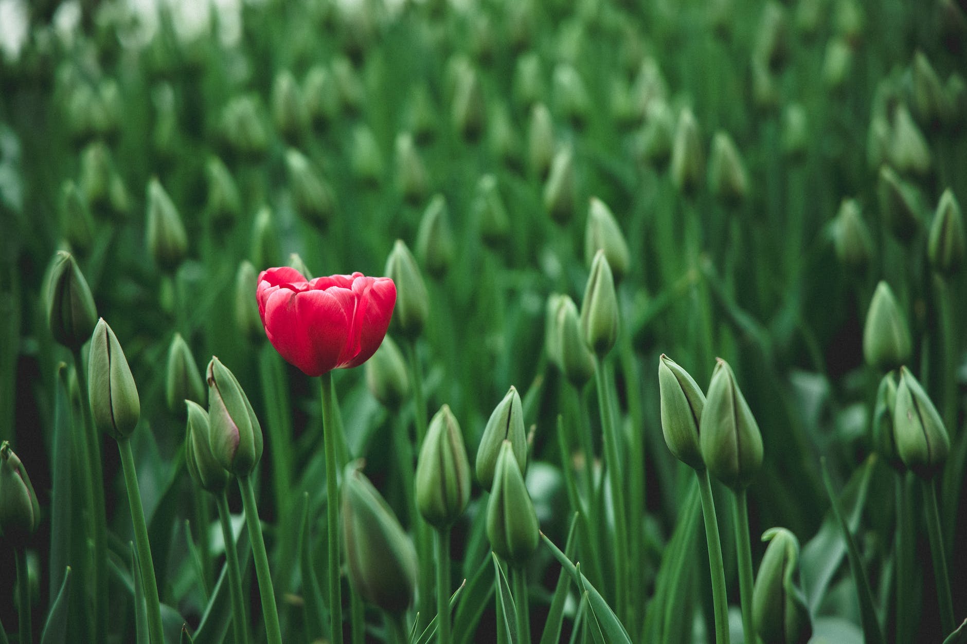 Embracing Your Superpower: Breaking Free from Insecurities and Celebrating Authenticity